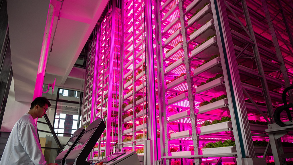 A researcher observes the growth of lettuce at an unmanned vertical plant factory of Chengdu National Modern Agricultural Industry Science and Technology Innovation Center, in Chengdu, southwest China's Sichuan Province, December 4, 2023. /CFP