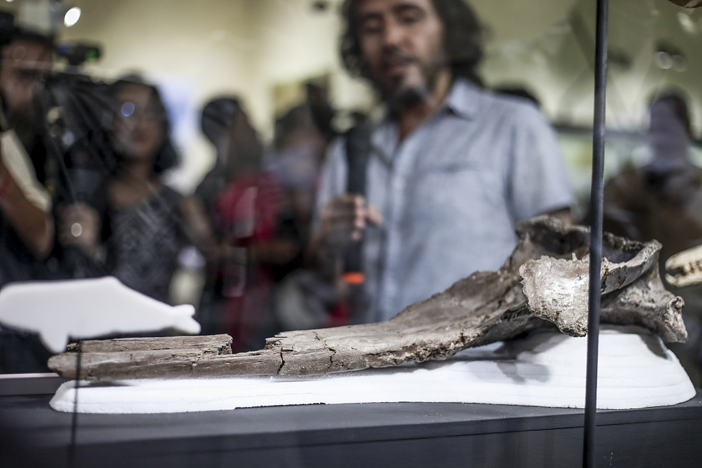 A skull of the largest river dolphin in history that inhabited the Peruvian proto-Amazonia at the Natural History Museum of the National University of San Marcos in Lima, Peru, March 20, 2024. /CFP