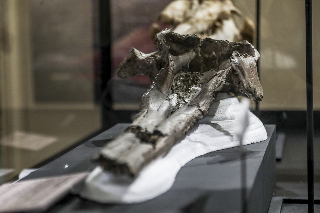 The skull of the largest river dolphin in history that inhabited the Peruvian proto-Amazonia at the Natural History Museum of the National University of San Marcos in Lima, Peru, March 20, 2024. /CFP