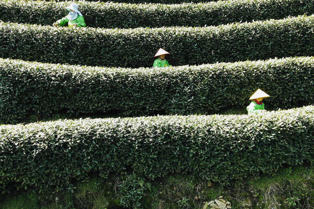 Farmers picking tea leaves, Hangzhou City, Zhejiang Province, east China, March 20, 2024. /CFP