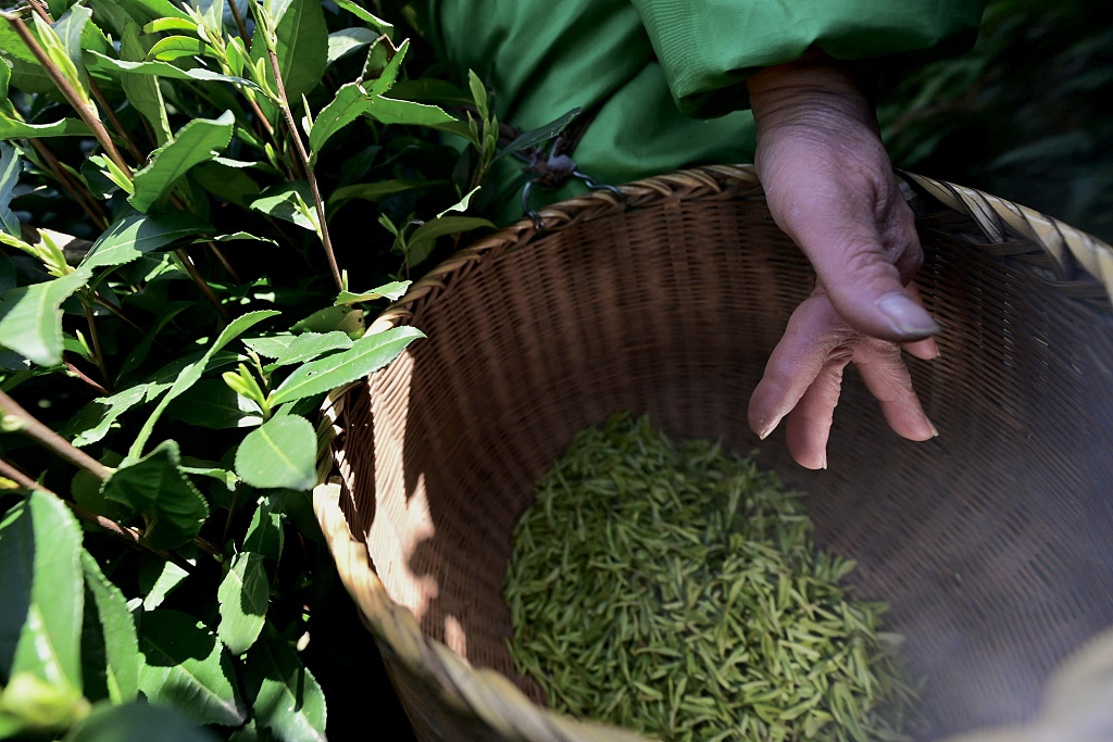Farmers picking tea leaves, Hangzhou City, Zhejiang Province, east China, March 20, 2024. /CFP