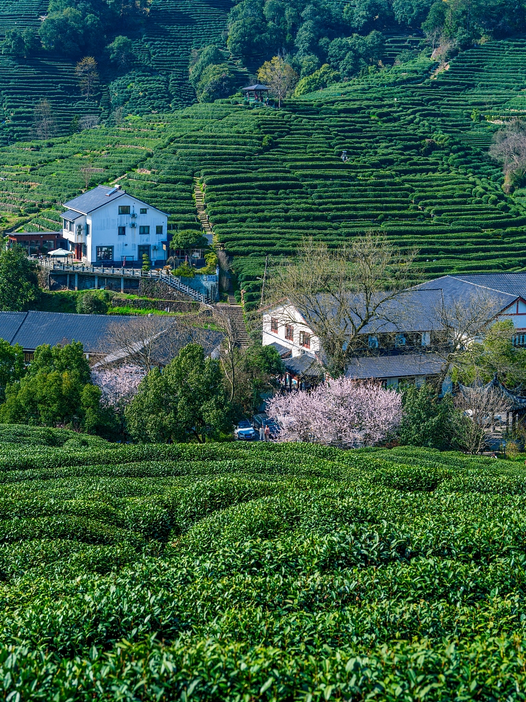 Tea plantations, Hangzhou City, Zhejiang Province, east China, March 20, 2024. /CFP