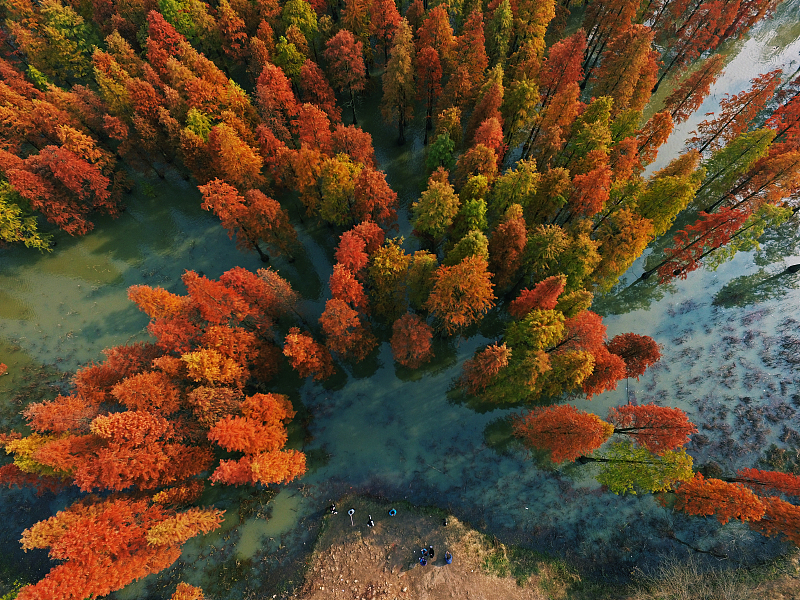 A file photo shows a forest adding autumn hues at a park in Nanjing, Jiangsu Province. /CFP