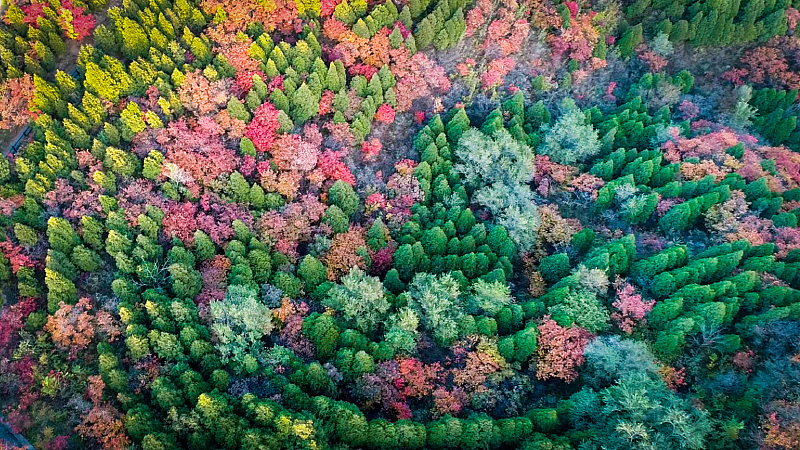 A file photo shows a colorful forest showcasing the vibrancy of autumn at Badaling National Forest Park in Beijing. /CFP