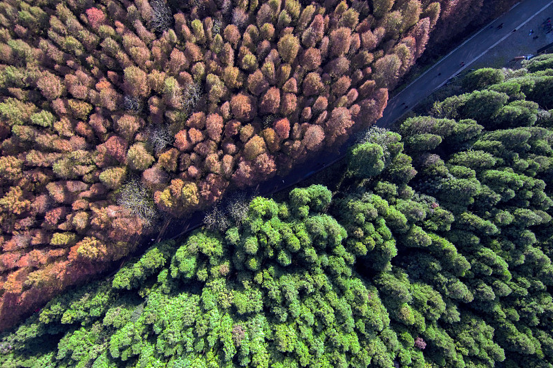 A file photo shows a forest demonstrating different colors at a park in Chongqing. /CFP