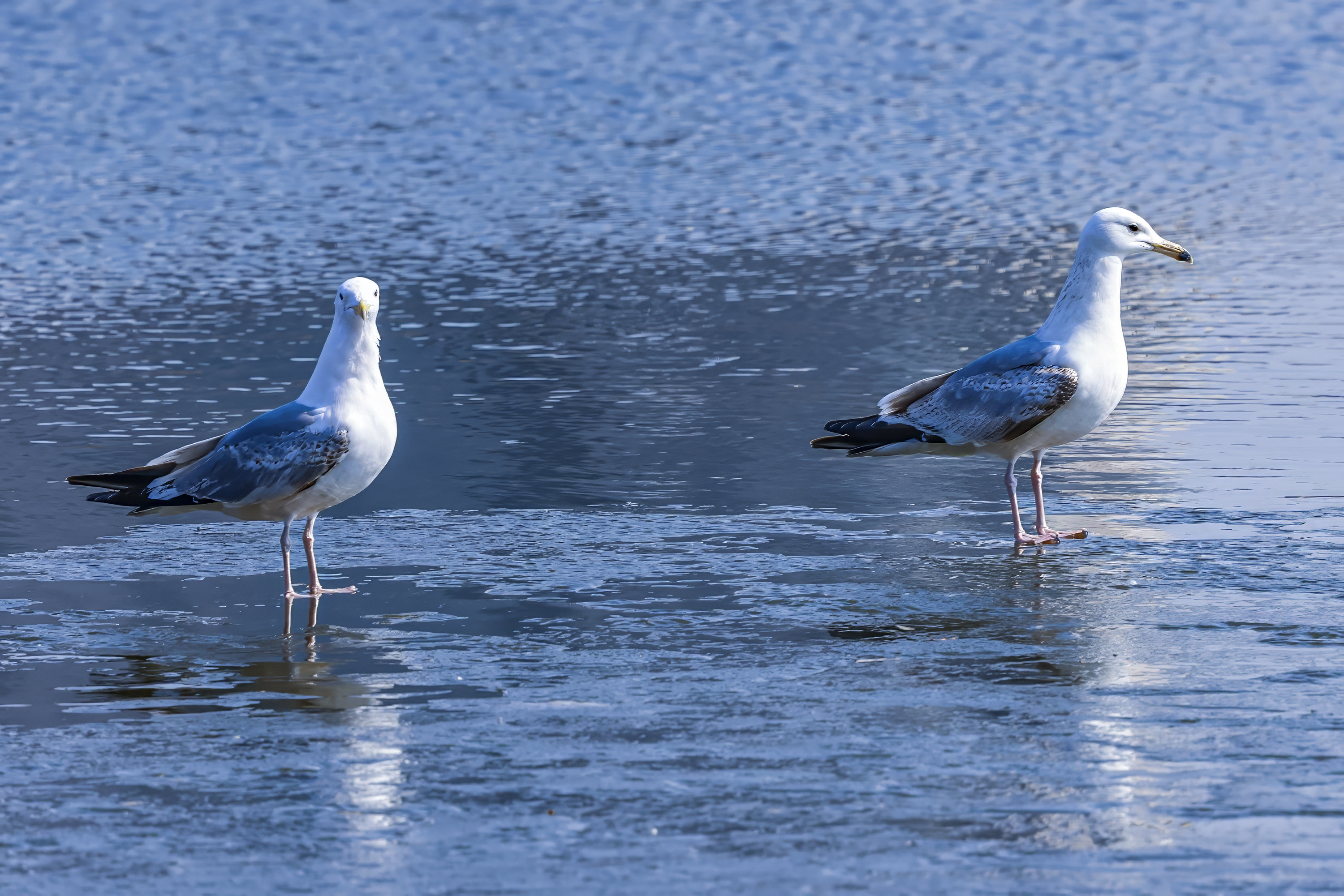 Two gulls stand on the riverbank of the Hunhe River in Shenyang, northeast China's Liaoning Province on March 20, 2024. /IC