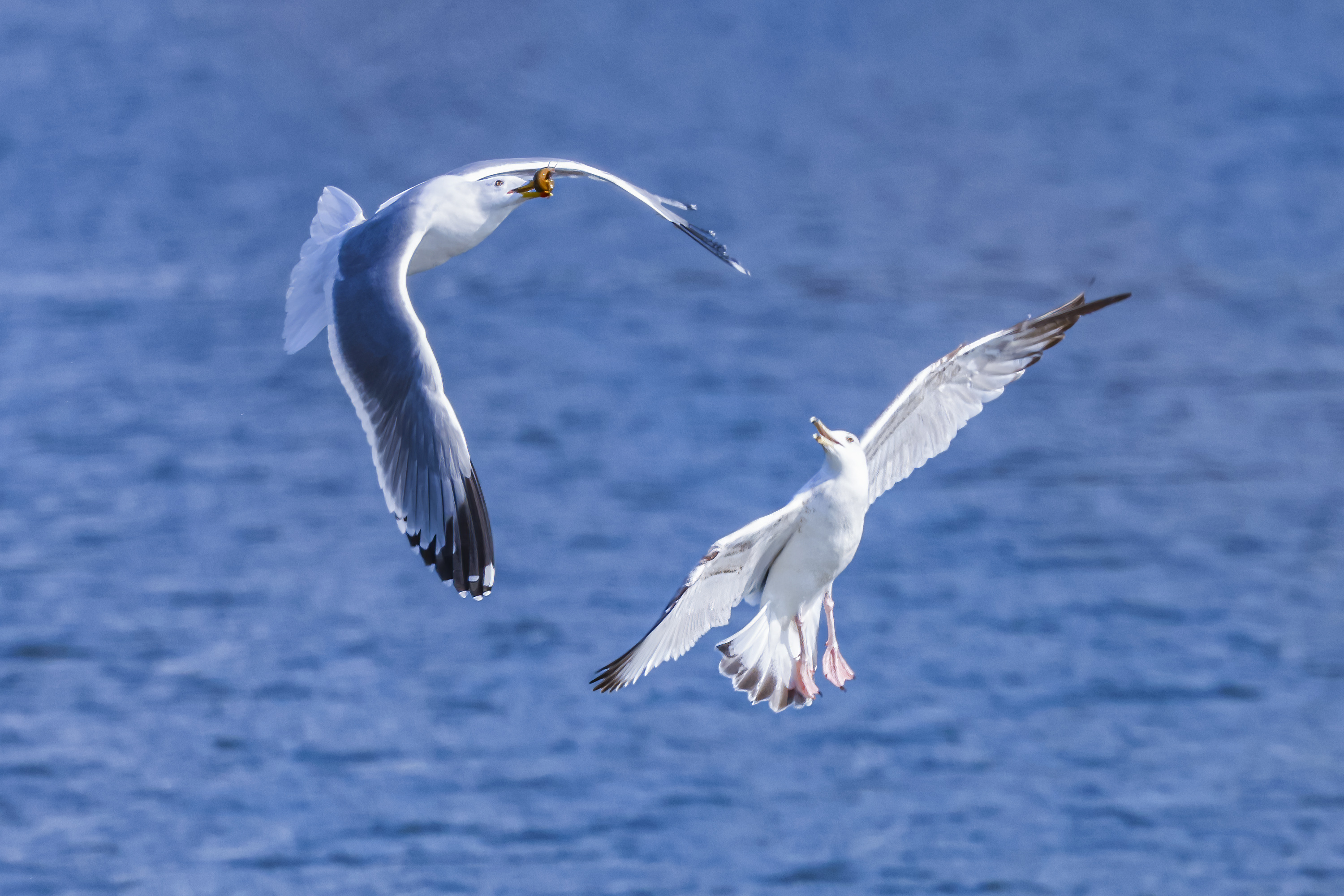 Two gulls present a dramatic scene with a new catch in one's beak above the Hunhe River in Shenyang, northeast China's Liaoning Province on March 20, 2024. /IC