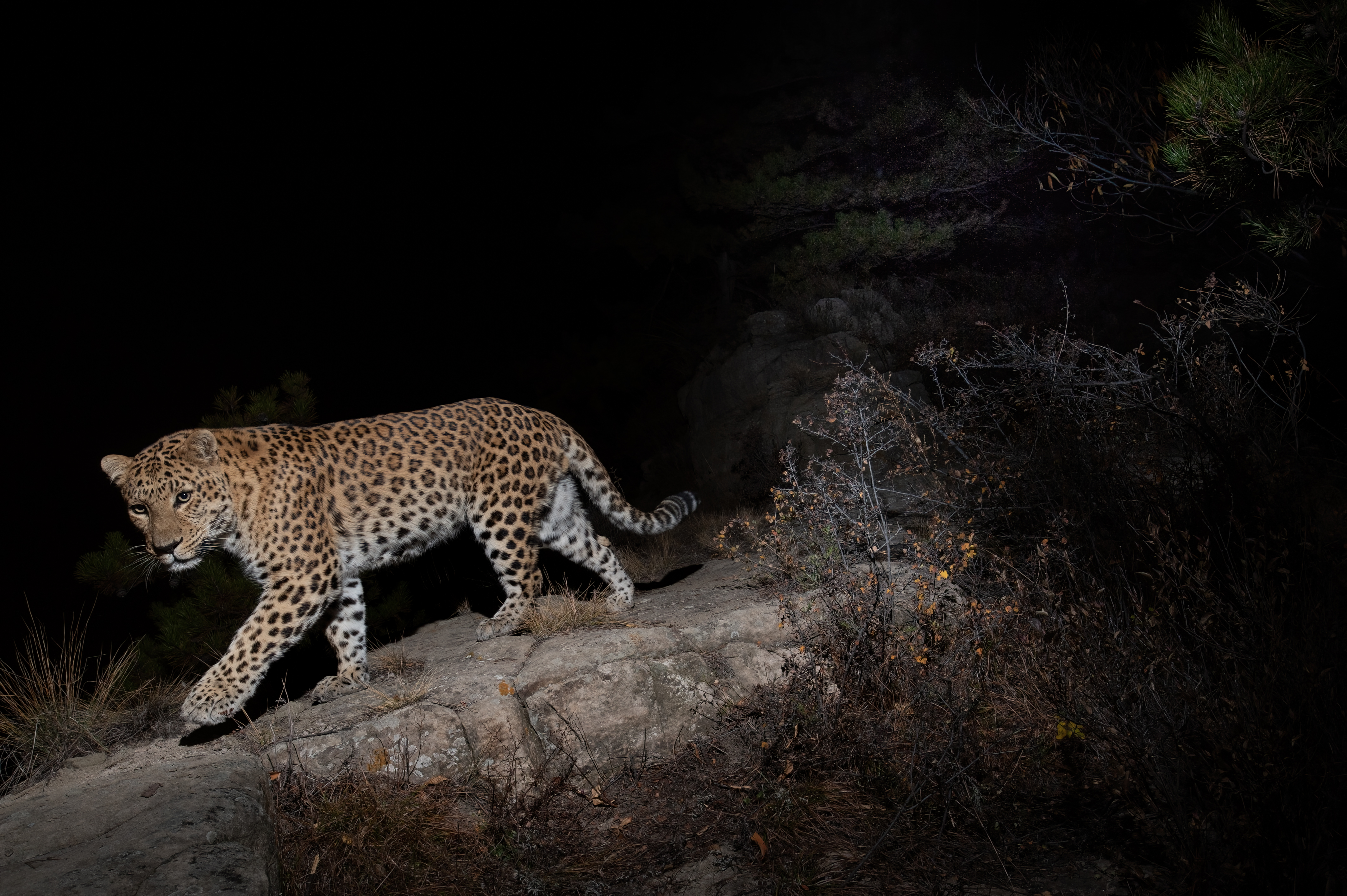 Wild leopards spotted in N China's mountains