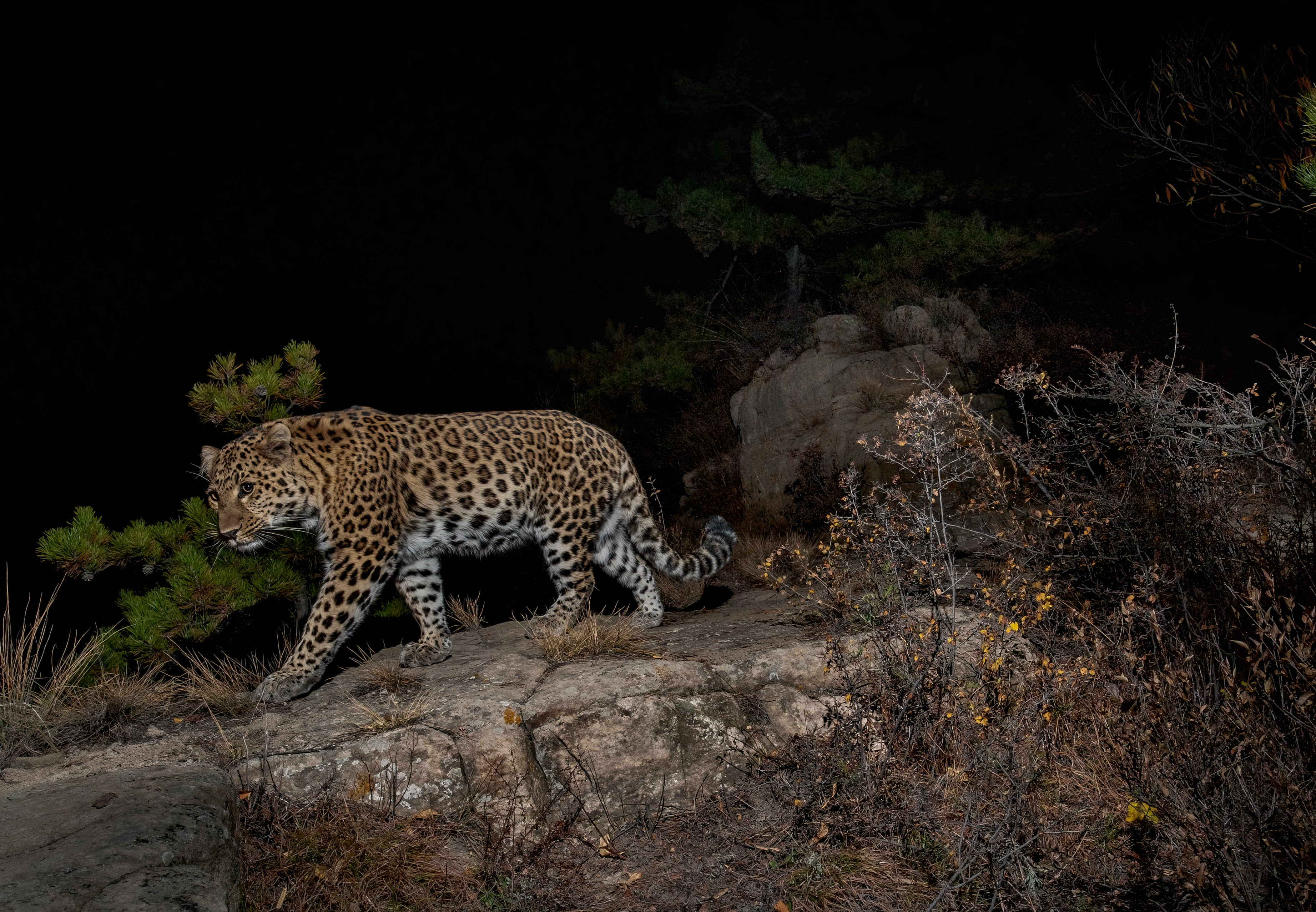 Wild leopards spotted in N China's mountains