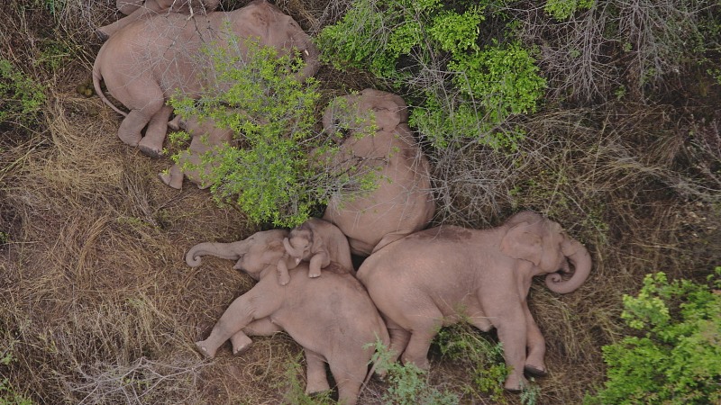 A group of elephants sleep together in Yunnan Province. /CFP