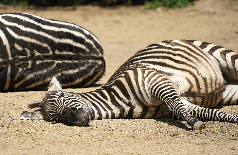 Two zebras sleep together in Zhengzhou, Henan Province. /CFP