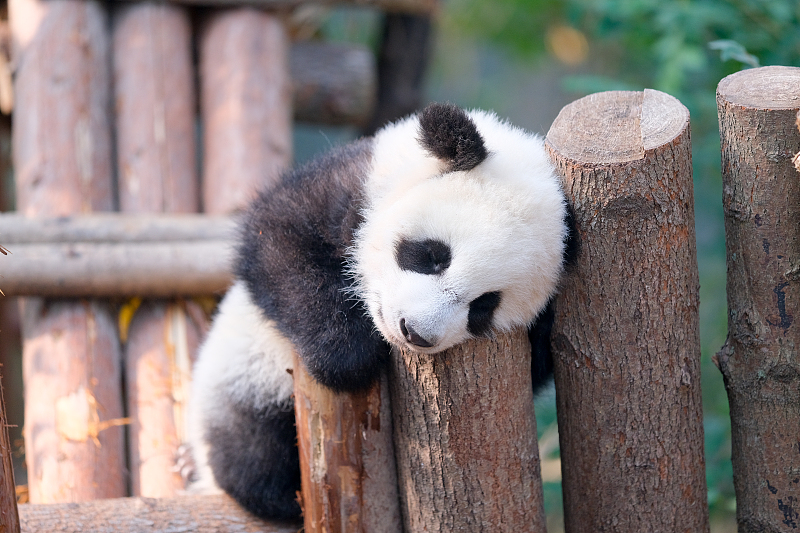 A giant panda takes a nap at the Chengdu Research Base of Giant Panda Breeding in Chengdu City, Sichuan Province. /CFP
