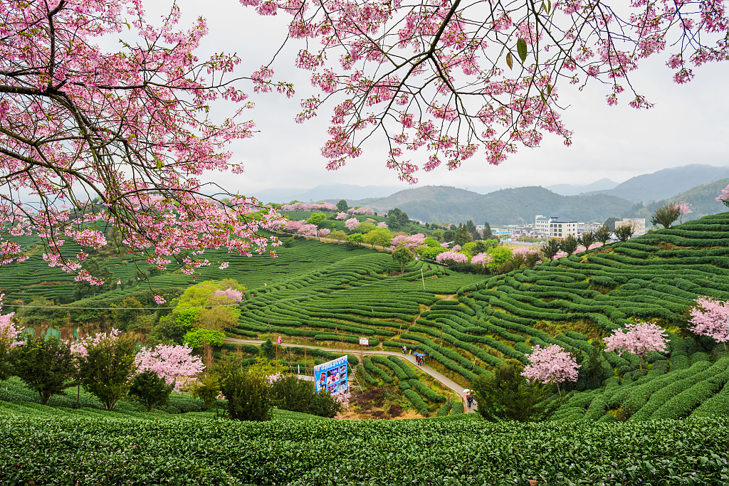 An undated photo shows the cherry blossoms of a tea garden in Yongfu Town of Longyan City, Fujian Province. /CFP