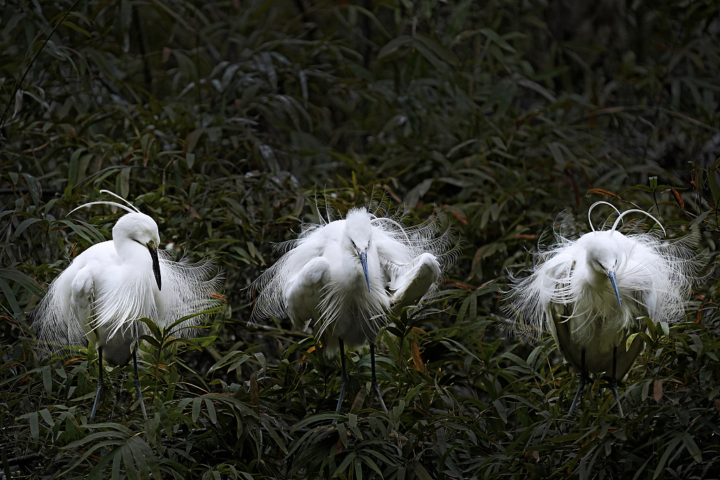 Little egrets perform courtship rituals by the Yangtze River, February 1, 2024. /CFP