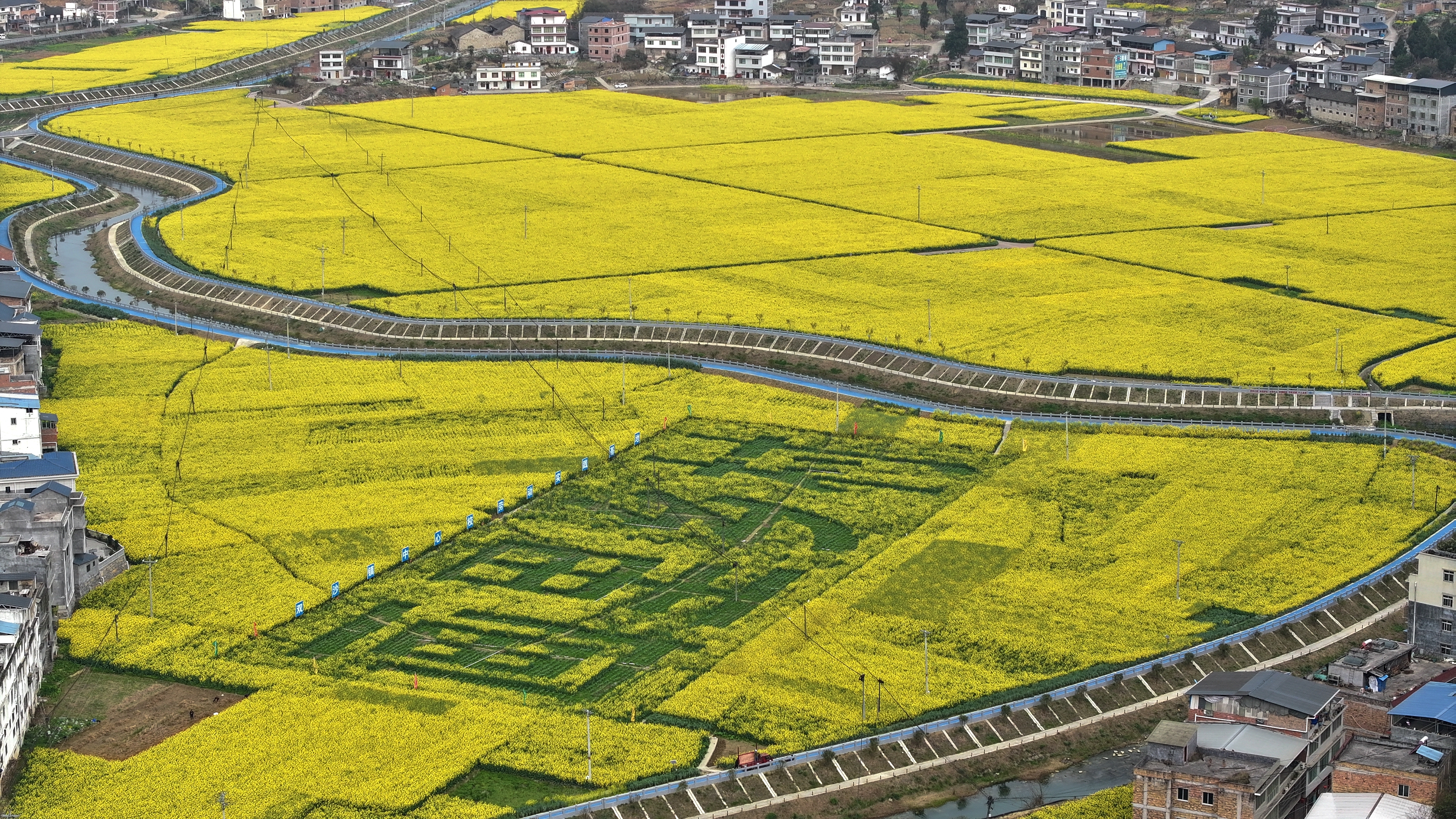 Blooming rapeseed flowers carpet the valley fields of Gulin County, Sichuan Province. /Photo by Liu Langtao
