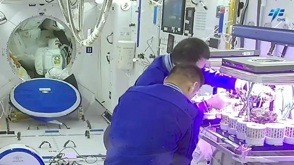 Taikonauts grow vegetables in China Space Station. /CMS