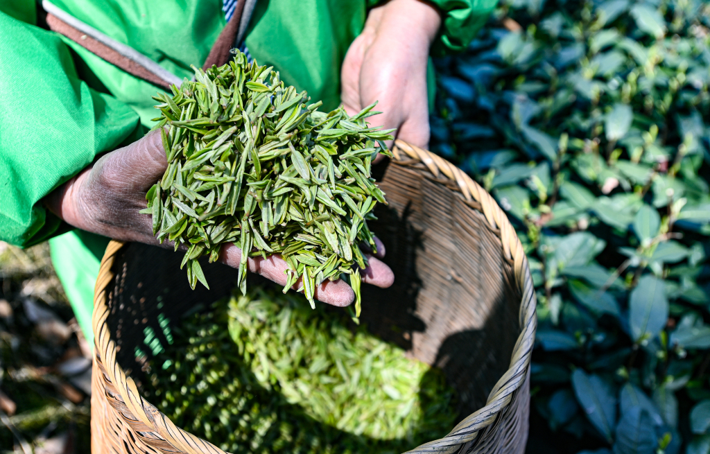 A resident shows freshly picked West Lake Longjing tea leaves in Longjing Village of Hangzhou, Zhejiang Province on March 20, 2024. /IC