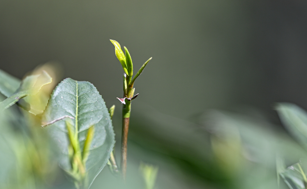 A close shot of a tender sprout of West Lake Longjing tea leaves in Longjing Village of Hangzhou, Zhejiang Province on March 20, 2024. /IC