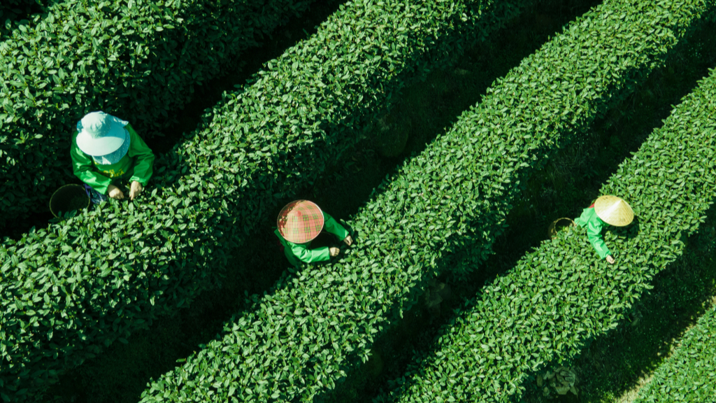 Spring tealeaf picking underway in Hangzhou