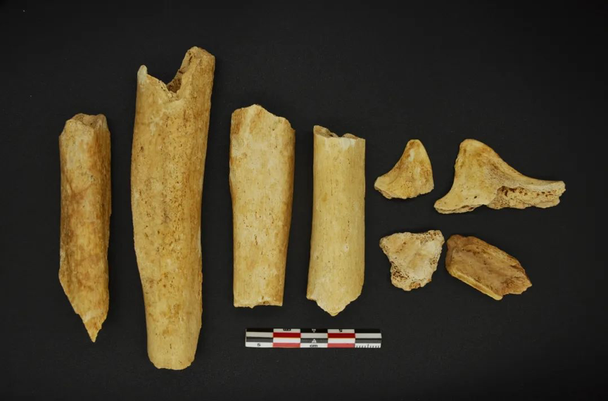 Human bone remains discovered at the Keqiutou Neolithic site. /Courtesy of National Cultural Heritage Administration