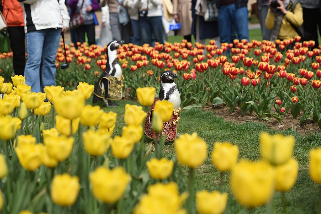 Two Humboldt penguins are spotted in Zhongshan Botanical Garden in Nanjing, east China's Jiangsu Province on March 21, 2024. /CFP