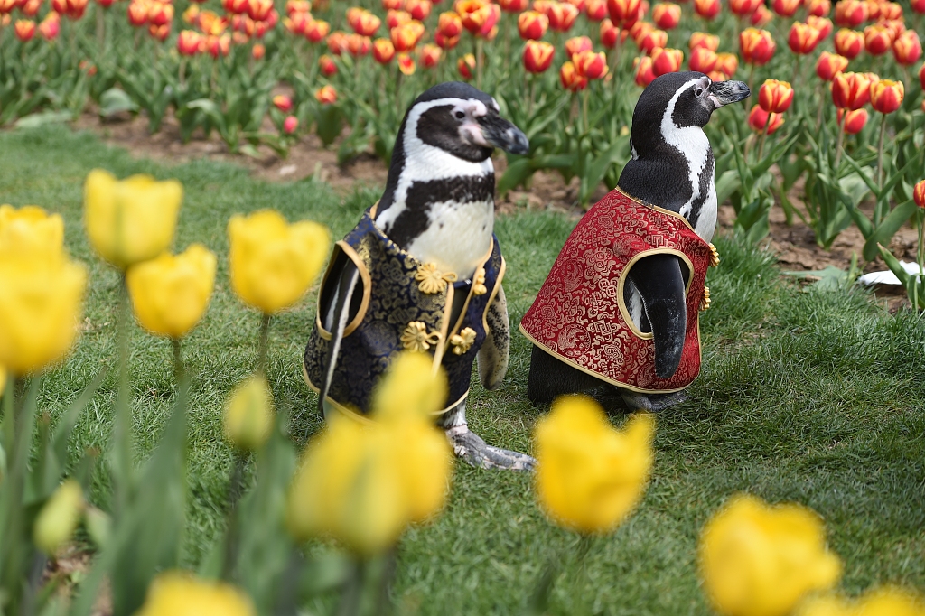 Two Humboldt penguins are spotted in Zhongshan Botanical Garden in Nanjing, east China's Jiangsu Province on March 21, 2024. /CFP
