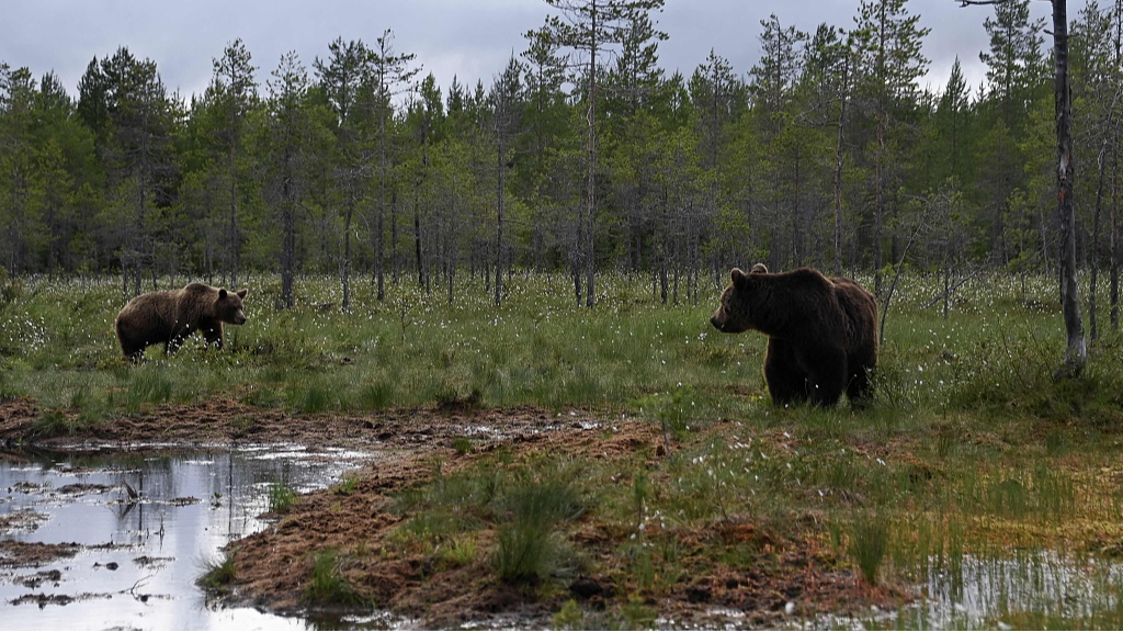 Brown bears are seen in the Finnish taiga forests in Hukkajarvi area, Eastern Finland, July 4, 2023. /CFP
