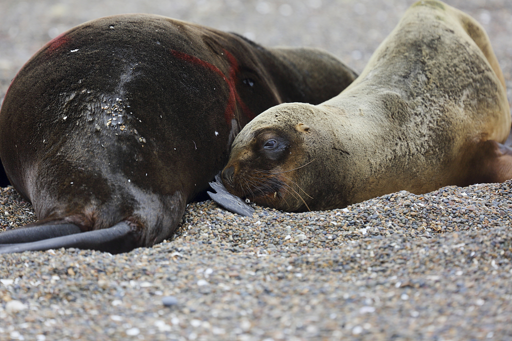 Dead sea lions are seen on an Atlantic Patagonian beach near Viedma, Río Negro province, Argentina, August 28, 2023. /CFP