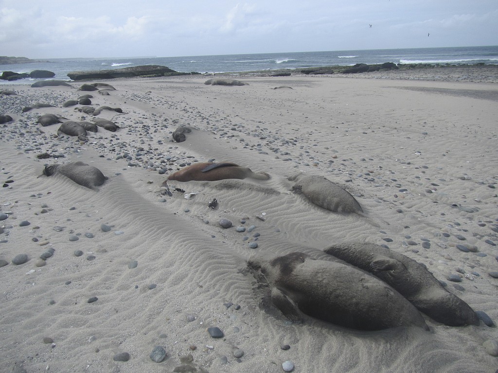 Dead elephant seals line the beach at Punta Delgada, Chubut, Argentina, October 10, 2023. /CFP
