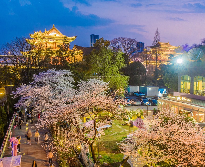 Cherry flowers enter blossom season in Wuhan City, Hubei Province, March 23, 2024. /CFP