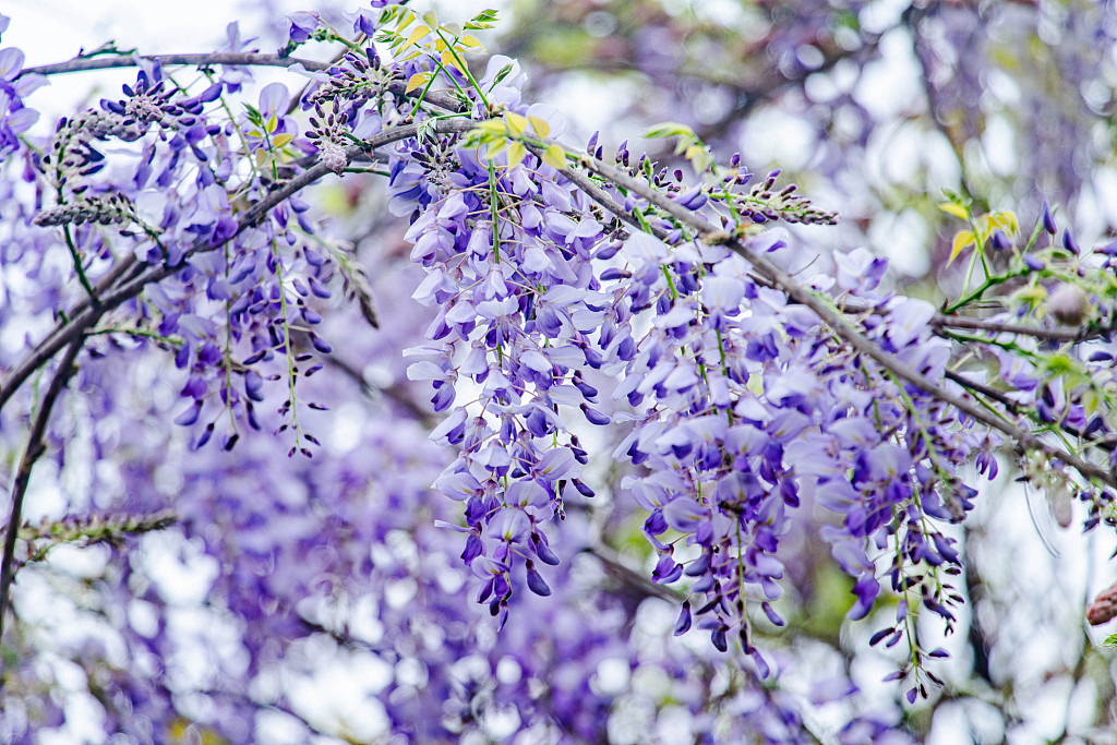 Chinese wisteria flowers bloom with cascades of bluish-purple blossoms at a park in Ganzhou, Jiangxi Province on March 23, 2024. /CFP