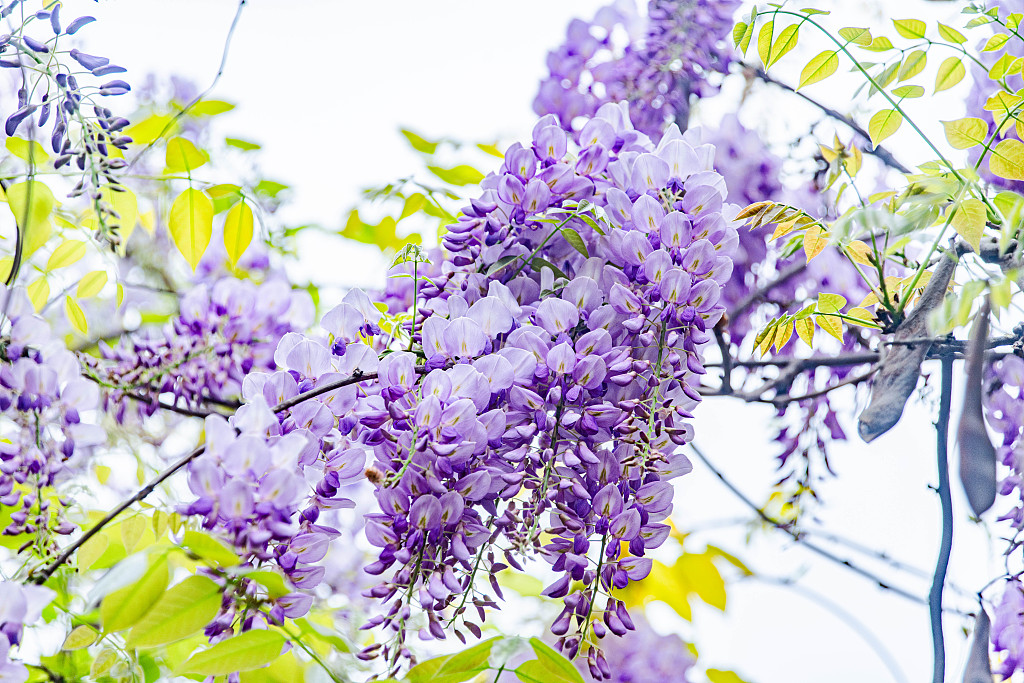 Chinese wisteria flowers bloom with cascades of bluish-purple blossoms at a park in Ganzhou, Jiangxi Province on March 23, 2024. /CFP
