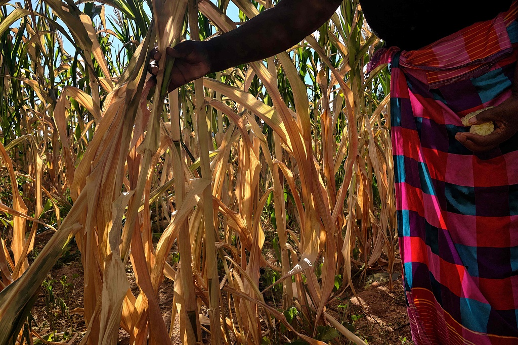 A wilting maize field suffers from moisture stress at tasseling during a long mid-season dry spell in the Kanyemba village in Rushinga on March 3, 2024. /CFP