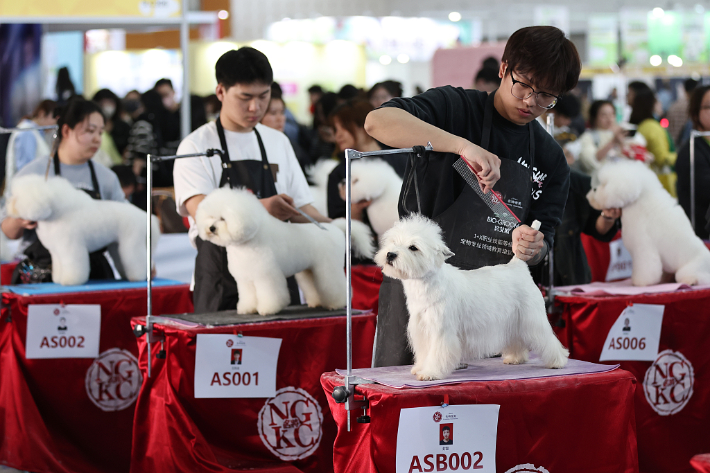 A pet care and grooming competition is held during the 2024 Grandeur World Pet Fair at the Nanjing International Expo Center in Nanjing, Jiangsu Province on March 22, 2024. /CFP