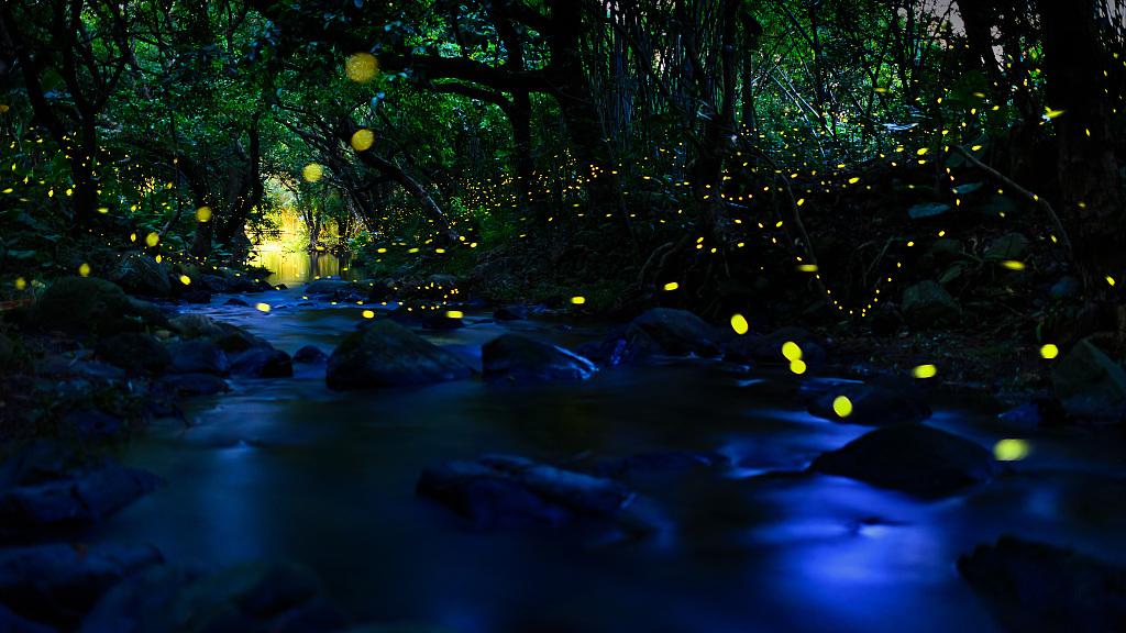 Fireflies, Zhaoqing City, Guangdong Province, south China. /CFP