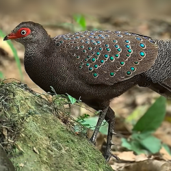 Enchanting Hainan: A unique paradise for birds - CGTN