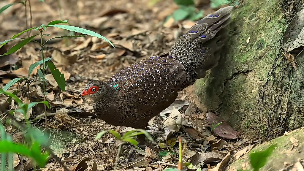 The Hainan peacock-pheasant. /CFP