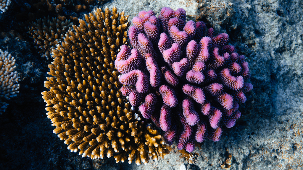 Corals in Fiji, February 12, 2024. /CFP