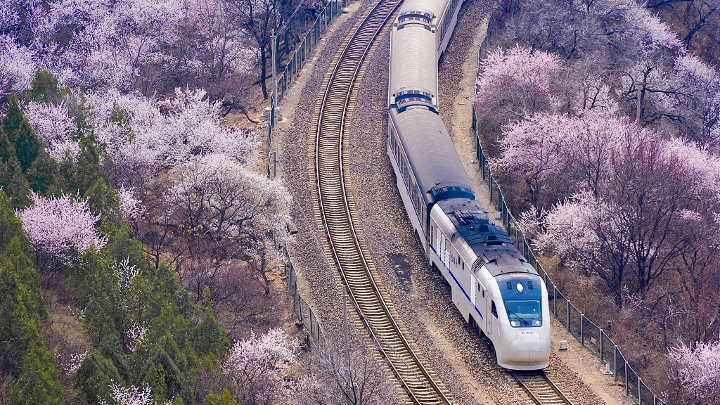 A photo taken on March 25, 2024, shows the Beijing Suburban Railway Line S2 passing through vast fields of blooming flowers near the Juyong Pass of the Great Wall. /CFP