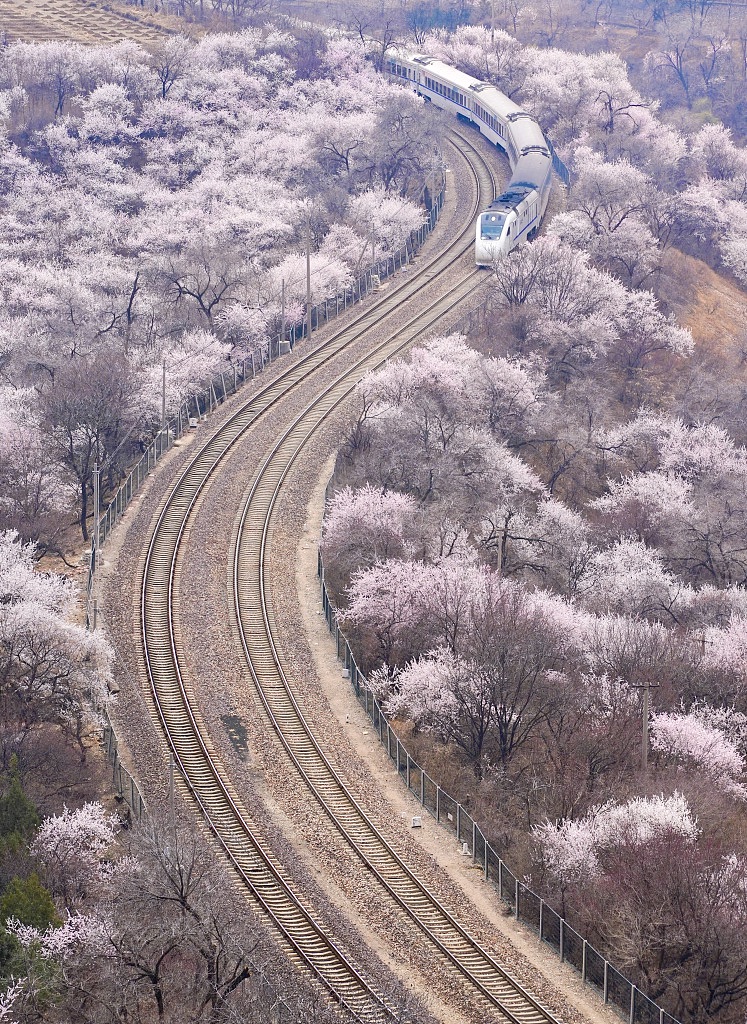 A photo taken on March 25, 2024, shows the Beijing Suburban Railway Line S2 passing through vast fields of blooming flowers near the Juyong Pass of the Great Wall. /CFP