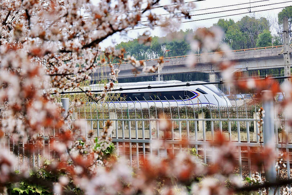 A photo taken on March 23, 2024, in Shanghai shows a train weaving through a sea of flowers. /CFP