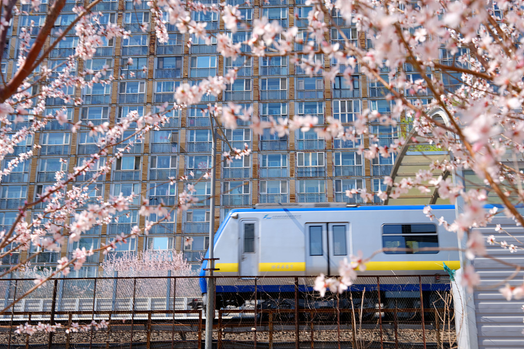 A photo taken on March 22, 2024, shows a subway train passing by the blooming flowers of the Jingzhang Railway Heritage Park in Beijing. /CFP