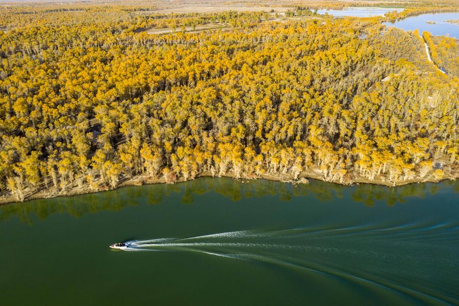 The autumn scenery of desert poplar (populus euphratica) forest along the Tarim River in Xayar County, northwest China's Xinjiang Uygur Autonomous Region, October 22, 2020. /Xinhua
