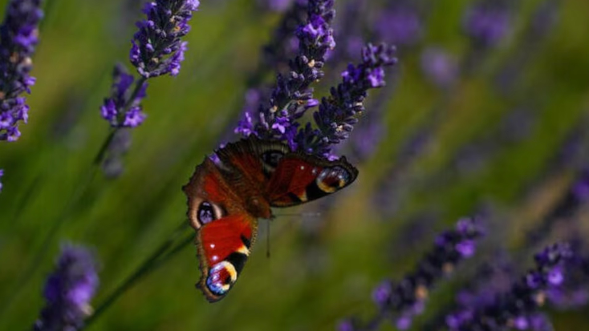 A butterfly sits in a lavender field in the summer season in Nowy Pozog, Poland, July 15, 2023. /Reuters