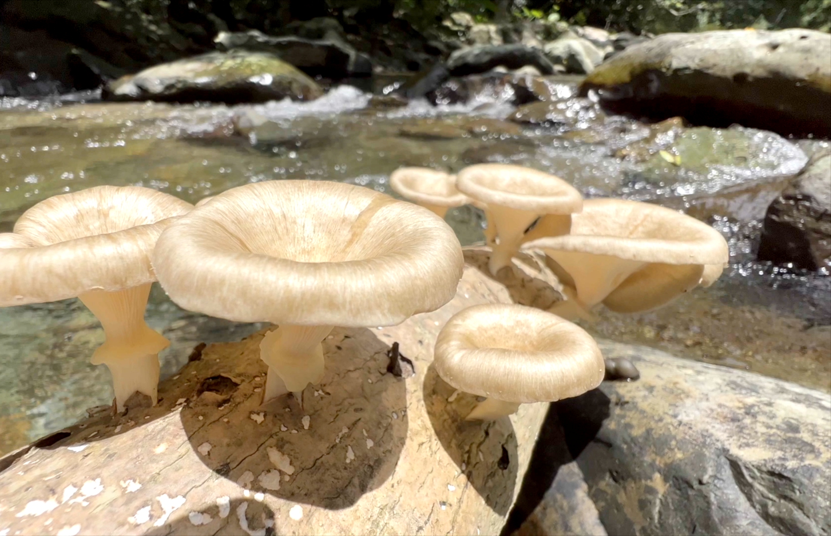 Mushrooms in the rainforest in Hainan. /Screenshot from CGTN's 