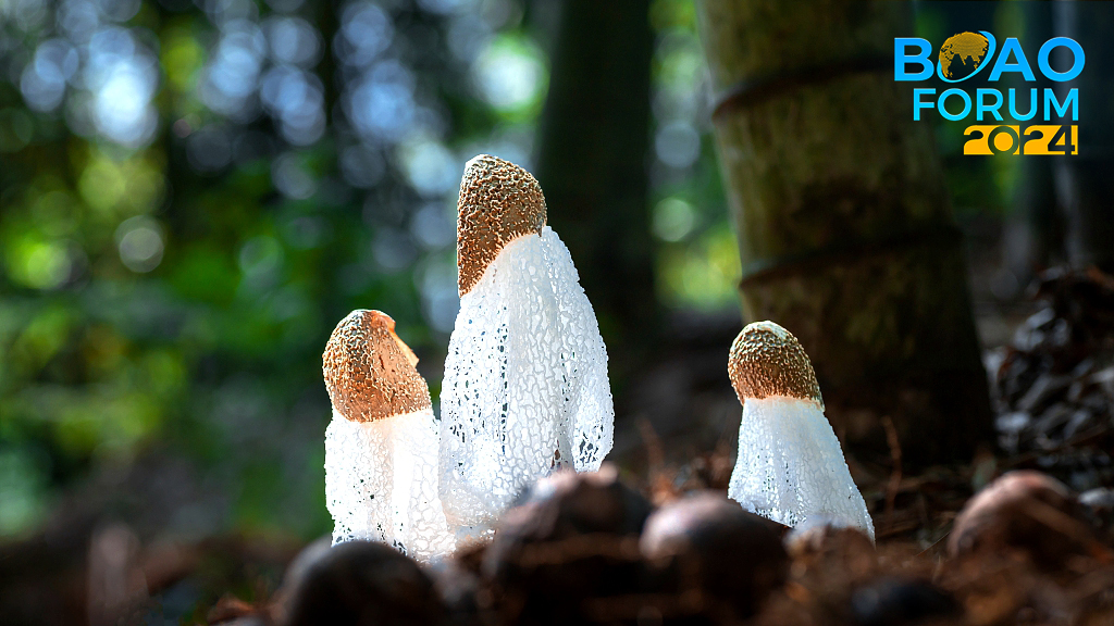 Enchanting Hainan: A realm of fungi