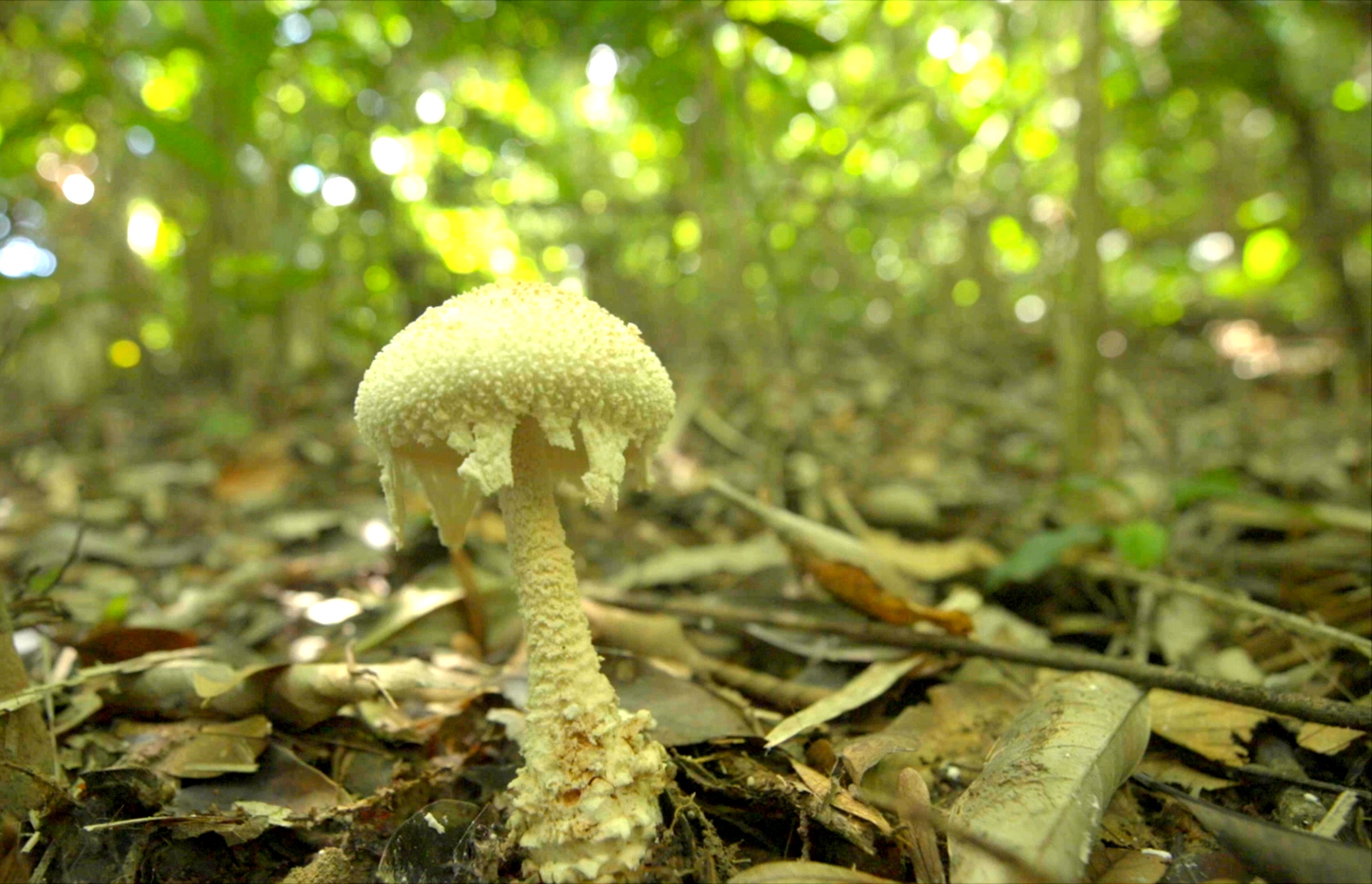 A mushroom in the rainforest in Hainan. /Screenshot from CGTN's 