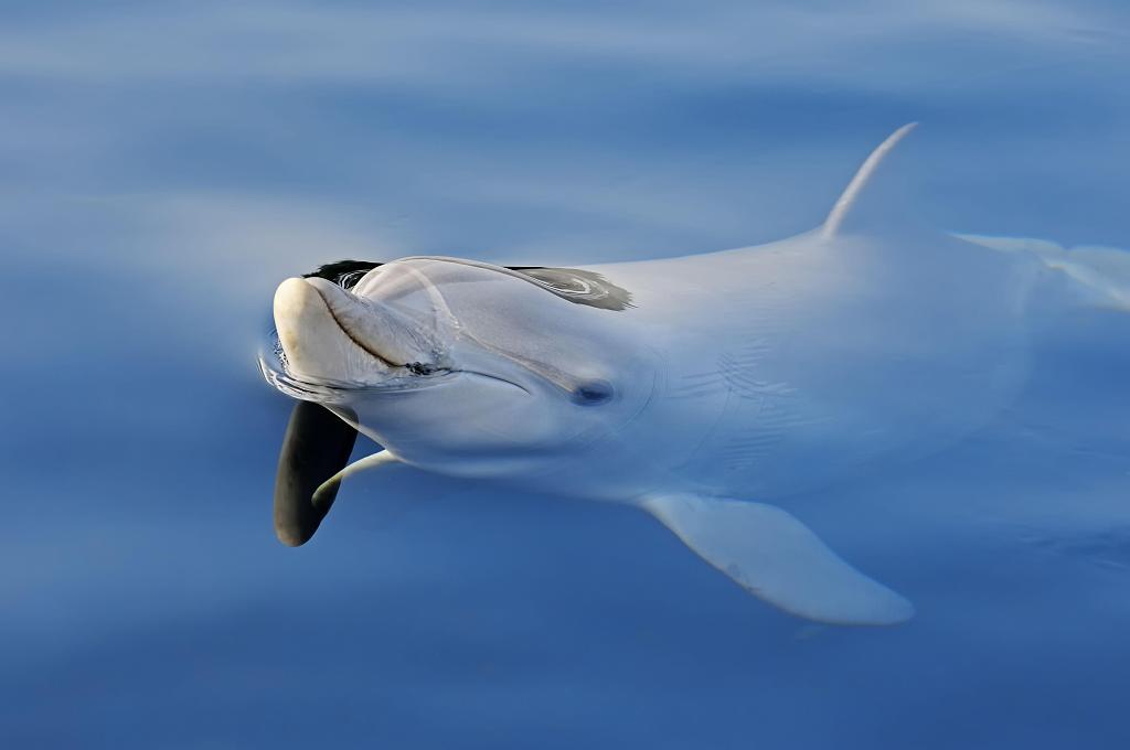 The common bottlenose dolphin (Tursiops truncatus). /CFP