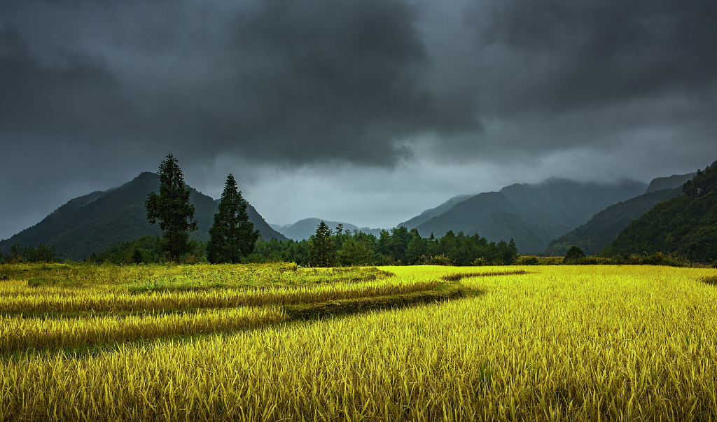 Rice paddies in Guizhou Province, southwest China. /CFP