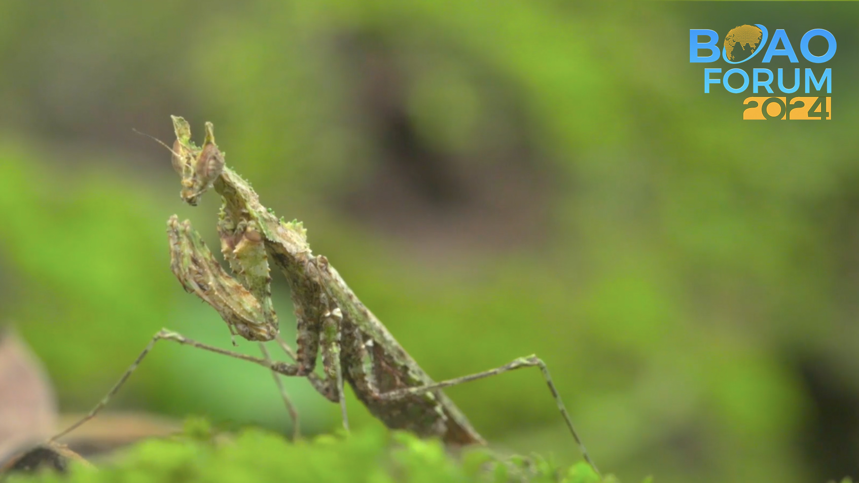Enchanting Hainan: The micro world of insects